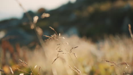 노란 잔디는 가운 바람에 흔들리고, 해가 지는 것에 의해 조명됩니다.