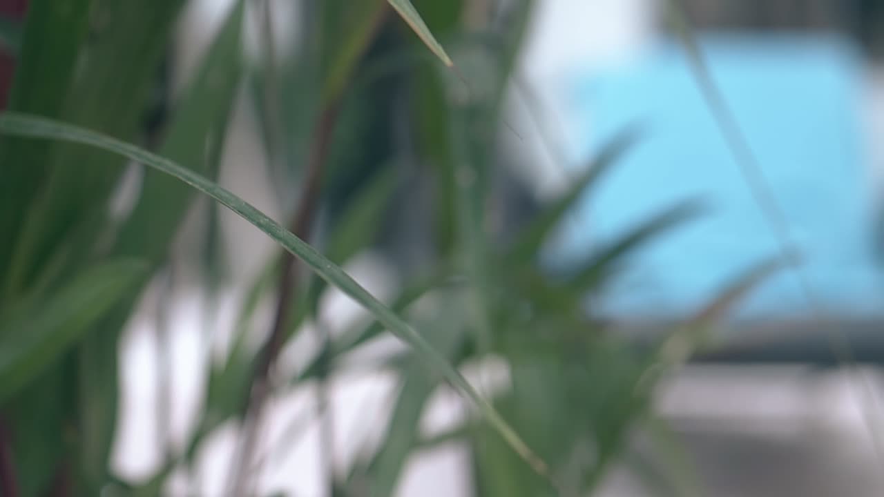 ⁇ 나무 잎 들 이 바람 에 맞서 흐릿 한 수영장 느린 동작