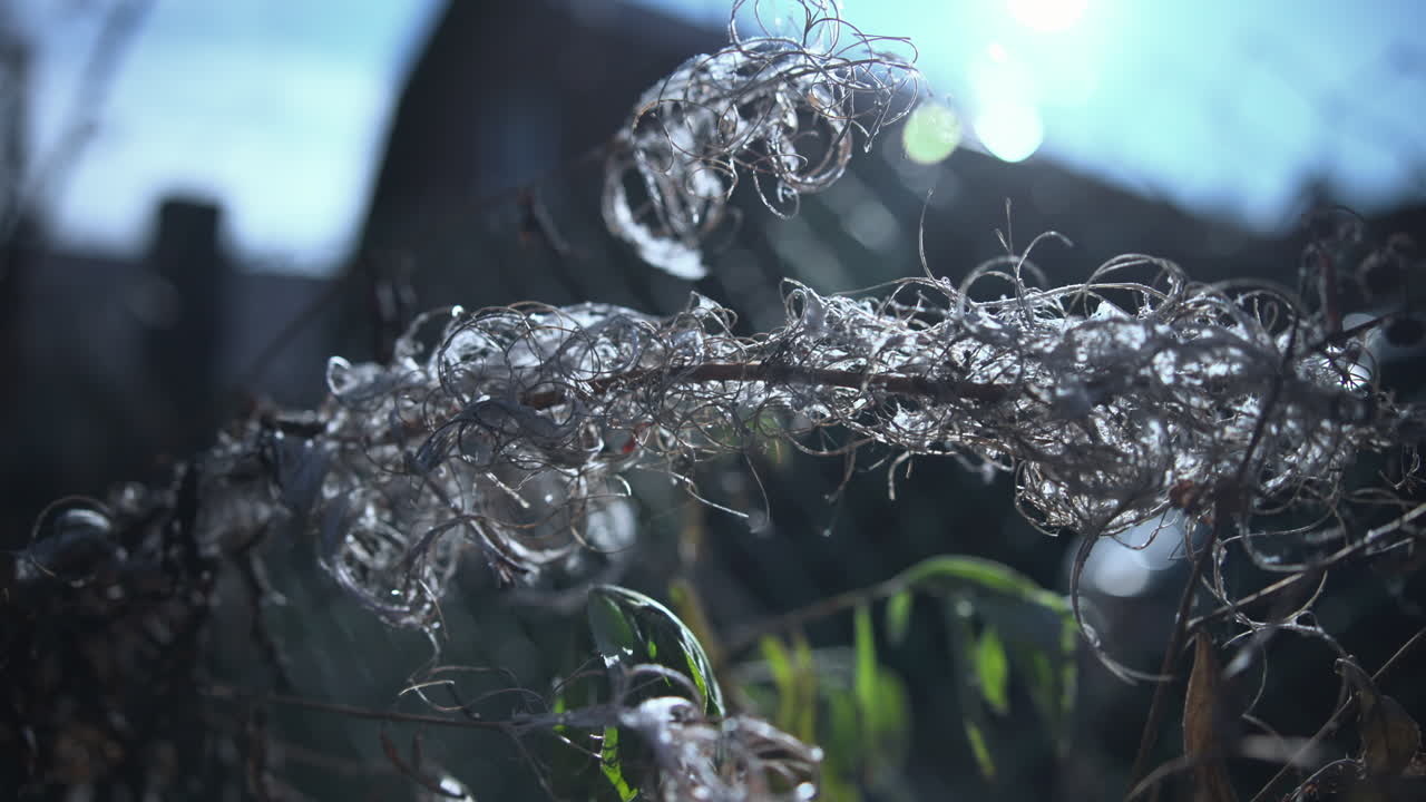A close-up of a plant with delicate tendrils and leaves in a natural setting