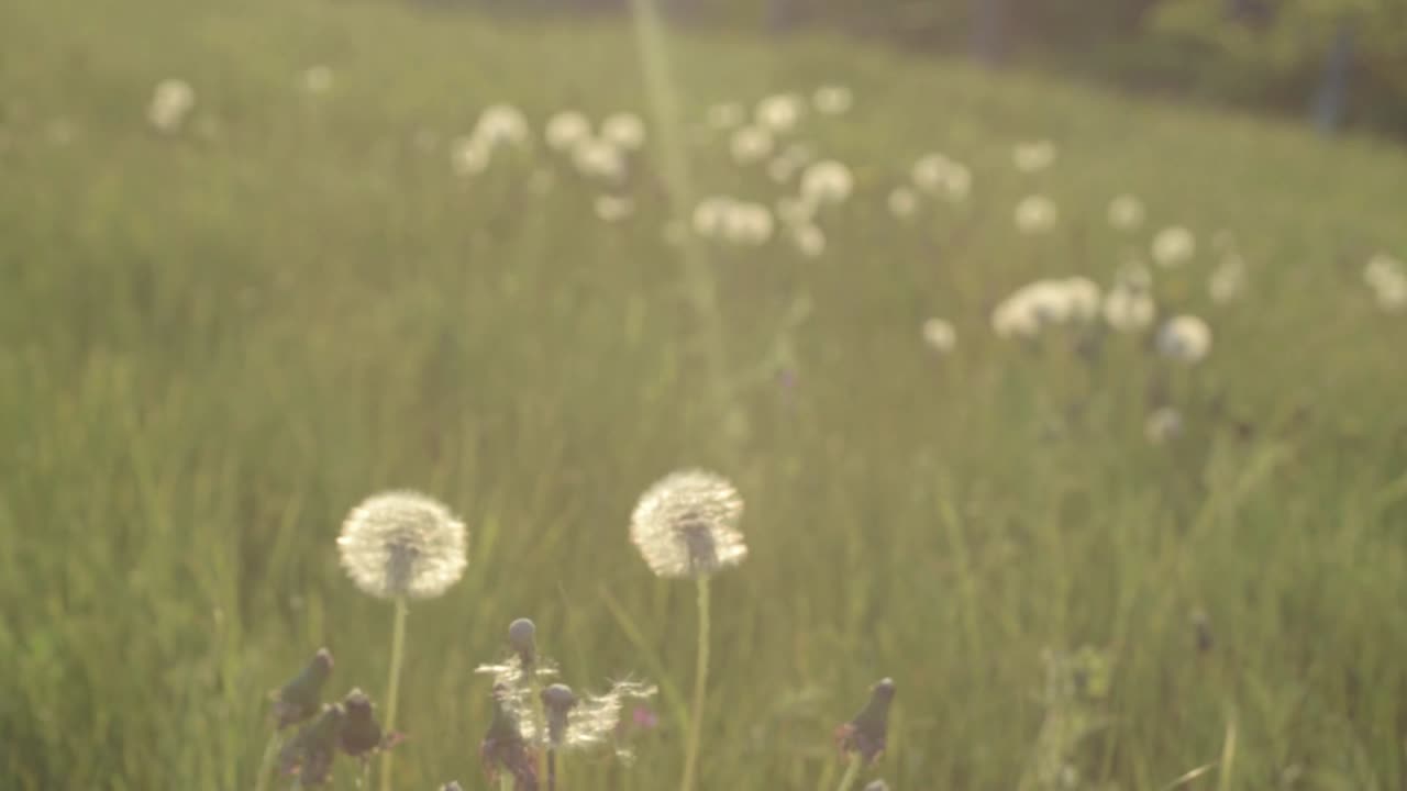 여름 바람에 풀밭에 민들레 씨 뿌리기