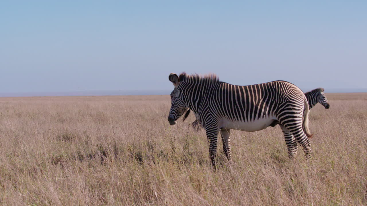 Plains Zebras grazing near Grevy's Zebras in savannah