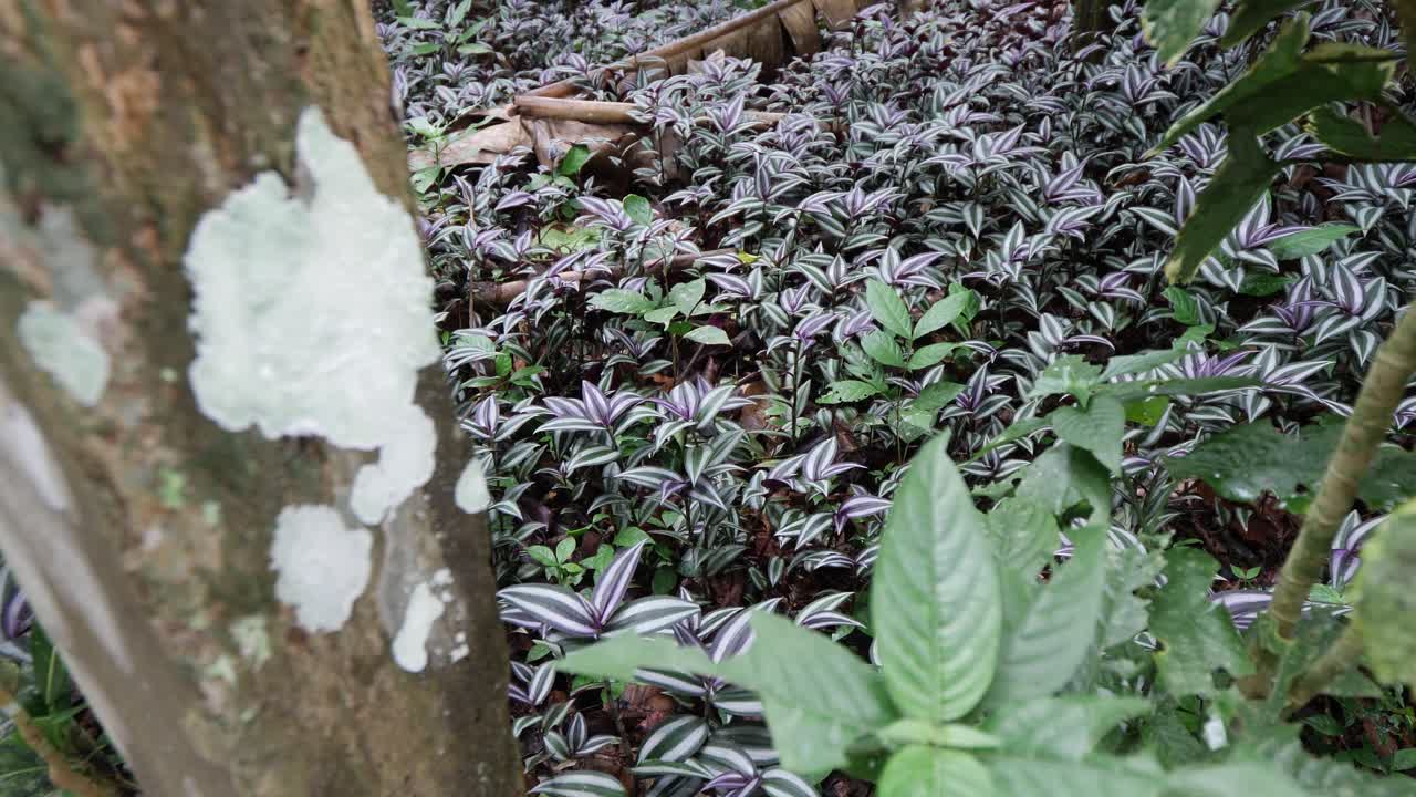 dynamic motion view of vibrant wildflowers in the Amazon Forest, brimming with life, dancing in the wind, capturing the energy and beauty of nature’s raw vitality
