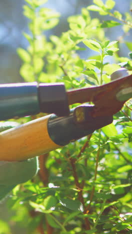 A gardener trimming hedge with a pair of gardening shears