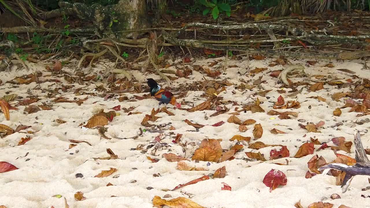 hd 하와이 카우아이 슬로우 모션 와이드 샷 해변에서 나뭇잎 주위를 따는 수탉을 향해 걷고