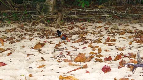 hd hawaii kauai slow motion wide shot walking toward a rooster picking around leaves on a beach