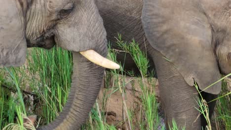 close up of a wild elephant eating grass in the savannah bush, kruger national park, south africa