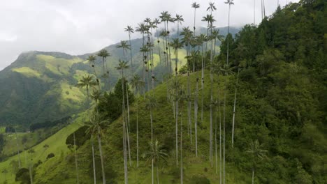 drone flies above wax palm trees in colombia's los nevados national natural park