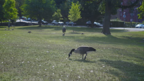 Gansos-Alimentándose-En-Un-Parque-De-La-Ciudad