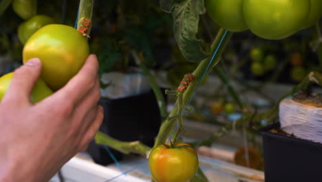 persona que inspecciona los tomates amarillos en un invernadero industrial, de cerca