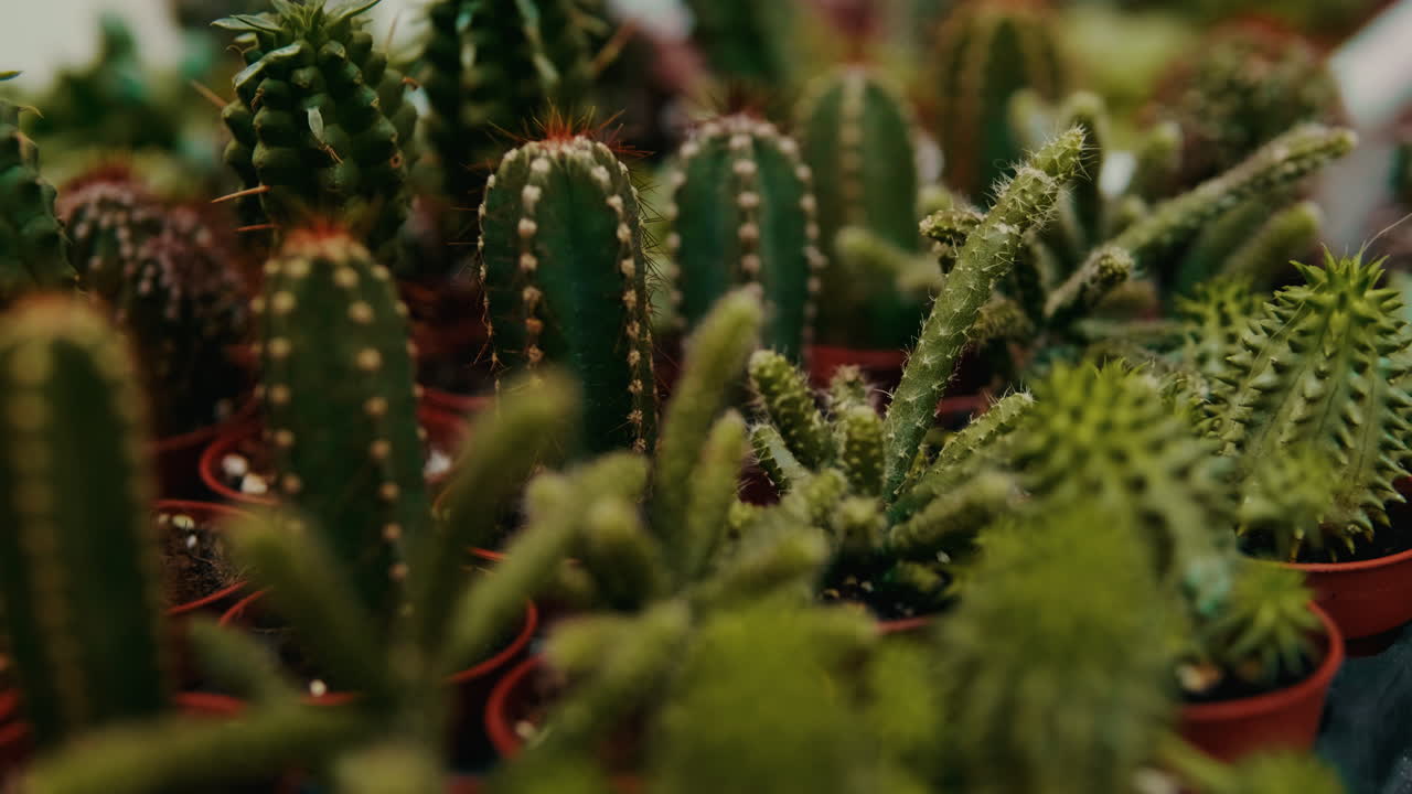 Close-up View of Various Potted Cacti and Succulents