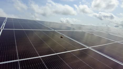 Grasshopper-on-clean-shiny-solar-panel-array-zoom-in-in-Jambur---Gambia,-West-Africa-green-ecofriendly-renewable-energy-sector