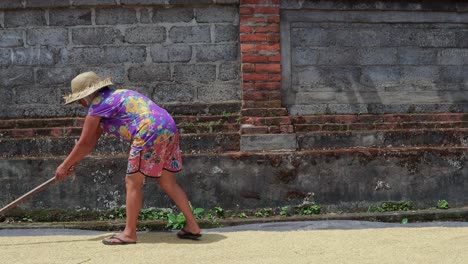 woman-farmer-work-on-sun-drying-rice,-in-slow-motion