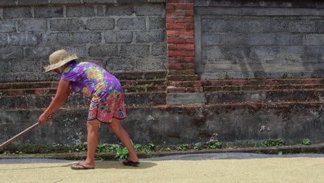 mujer agricultora trabaja en arroz secado al sol, en cámara lenta