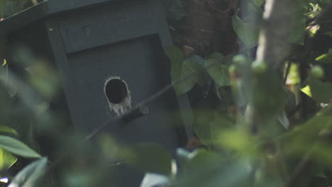 a bird is flying into his home to feed the children in slow motion