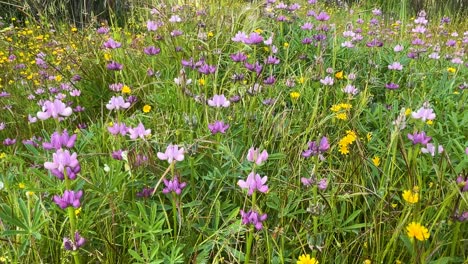 excellent images of a wildflower meadow filled with yellow daisies and numerous lupinus polyphyllus.a pan from right to left reveals a rich mix of green plants,with pink and purple lupins standing out