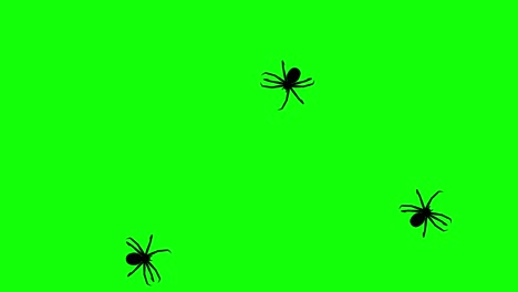 tres arañas en pantalla verde, siluetas animadas en cg, bucle sin costuras