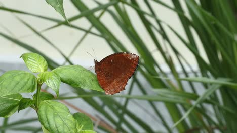 Mariposa-Marrón-Encaramada-En-Hojas-En-El-Bosque-Salvaje