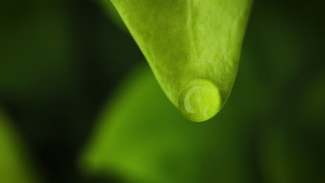 Fresh-water-drop-ripple-down-lush-green-leaf