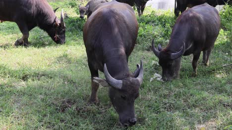 water buffaloes feeding and socializing in a field