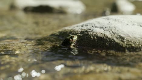 green frog with yellow eyes sitting on a rock in a stream as water flows by