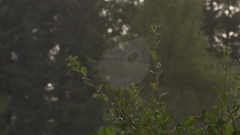 Ein-Spinnennetz-Auf-Einem-Busch-Im-Sommerdämmerungslicht