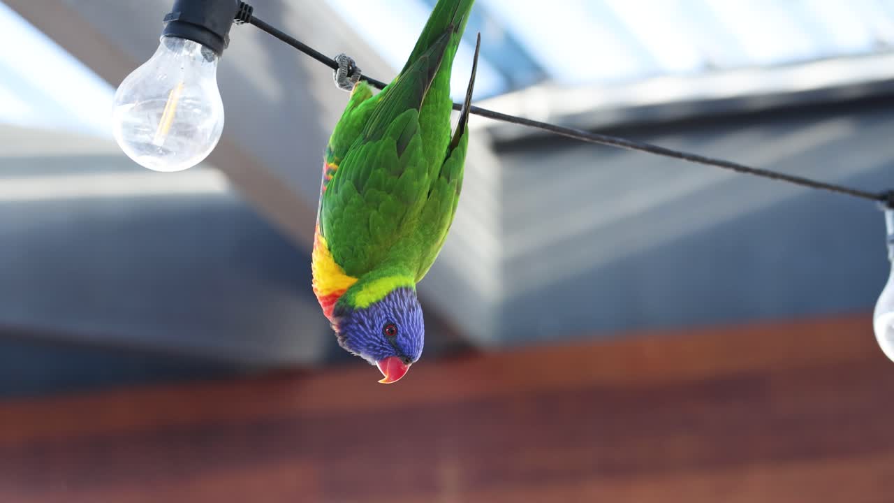 Lorikeet hanging from wire near light bulb