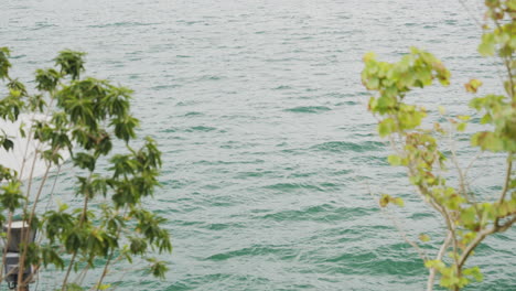 Branches-of-trees-swaying-in-the-breeze-along-the-shoreline