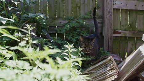 Gato-Caminando-Por-El-Jardín-Trasero