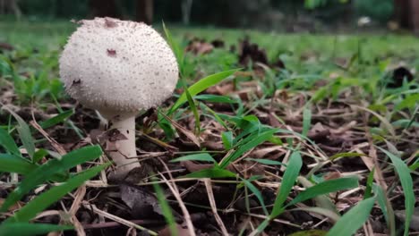 Close-up-of-common-puffball-in-nature,-Lycoperdon-perlatum