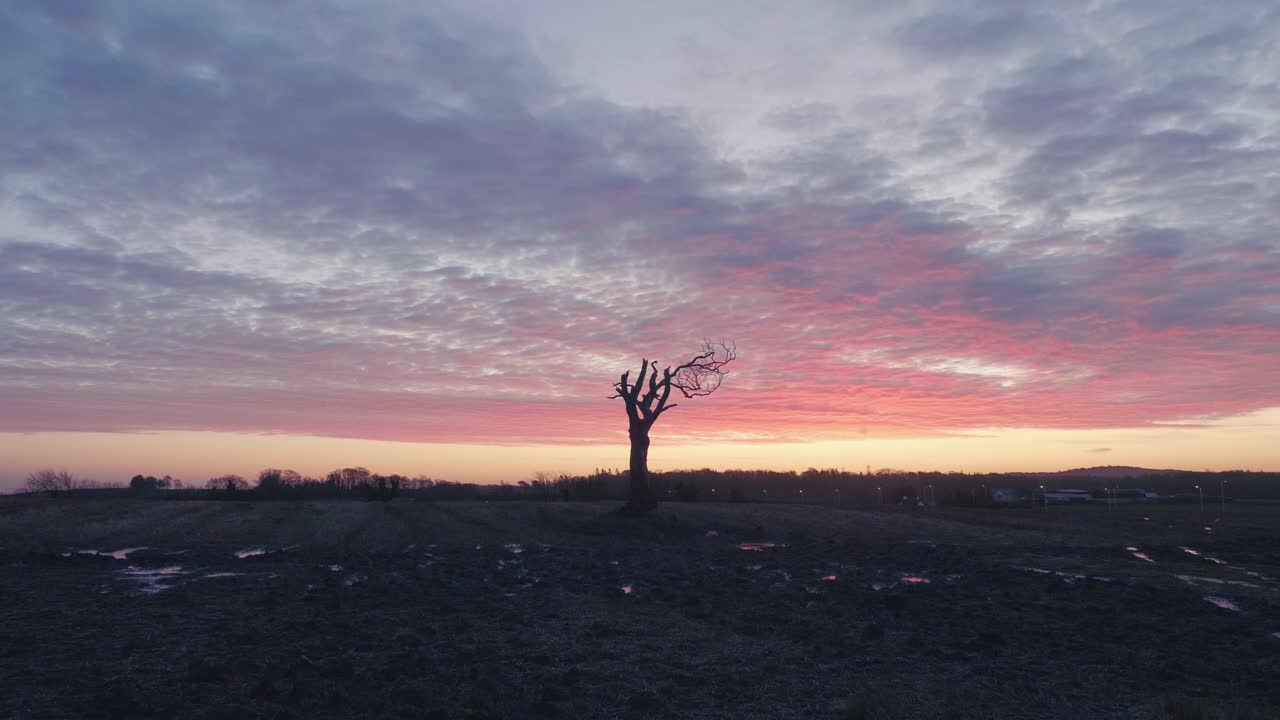 Tree in muddy field at sunrise with puddles