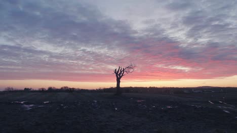 tree in muddy field at sunrise with puddles