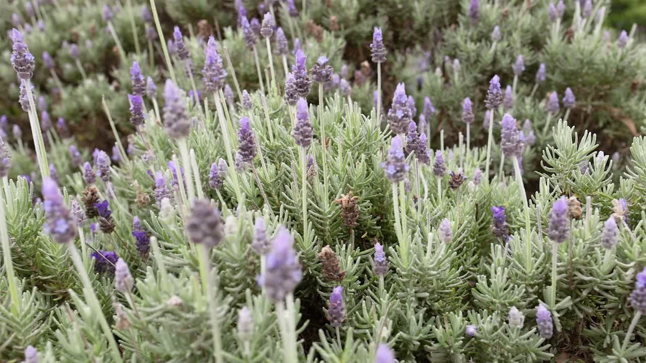 las plantas de lavanda se balancean suavemente en la brisa