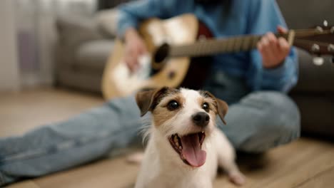 Porträt-Eines-Terrierhundes-Mit-Seinem-Besitzer,-Hübsches-Mädchen-Spielt-Gitarre-Im-Hintergrund