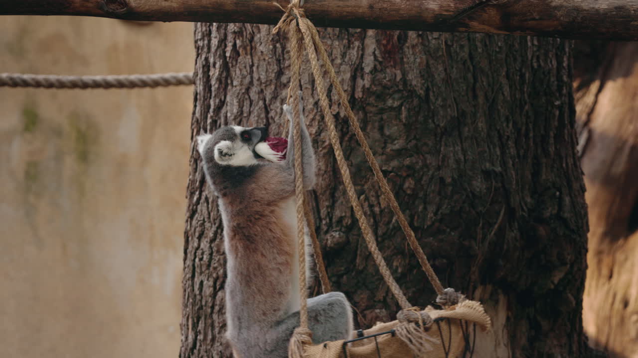 Lemur in a basket