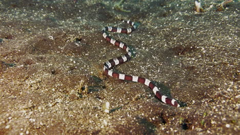 la anguila de serpiente de bandas se meandra a través del fondo marino arenoso en busca de presa