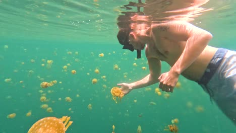 a man swimming with stingless jellyfish at sohoton cove near siargao island in the philippines