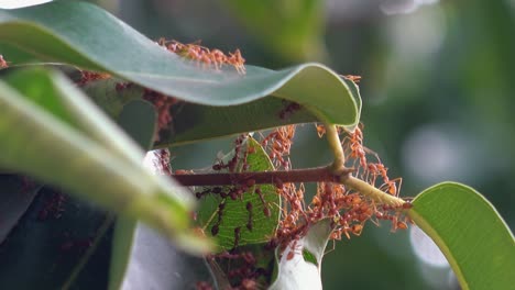 Große-Rote-Weberameisen-Am-Eingang-Ihres-Nestes