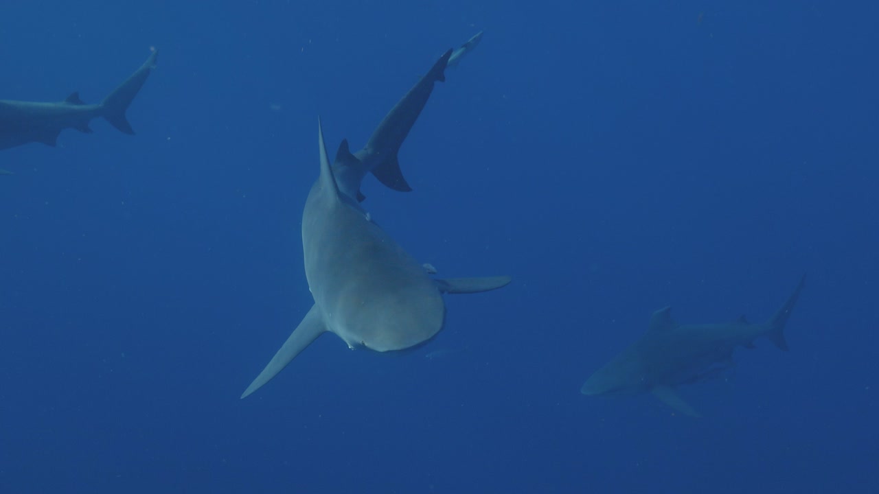 황소 상어 가 느린 속도로 수영 하고 있으며, 빛 이 피부 에 파동 을 일으키고 있다