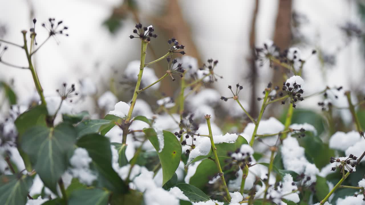 nieve ligera y fresca sobre las hojas verdes