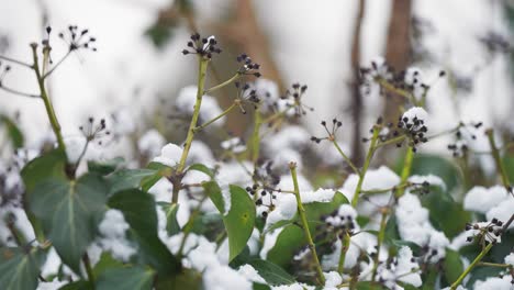 Frischer-Leichter-Schnee-Auf-Den-Grünen-Blättern