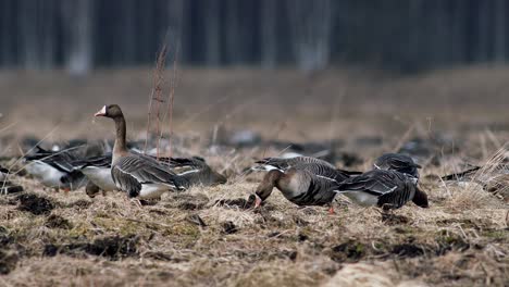 Große-Herde-Von-Blässgänsen-Und-Anderen-Gänsen-Während-Des-Frühjahrszugs,-Die-Sich-Auf-Der-Wiese-Ausruhen-Und-Fressen,-Heben-Ab