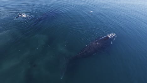 Avistamiento-De-Ballenas---Gaviota-Aterrizó-En-La-Parte-Posterior-De-La-Ballena-Franca-Austral-Descansando-Sobre-La-Superficie-Del-Mar-Patagónico-En-Argentina