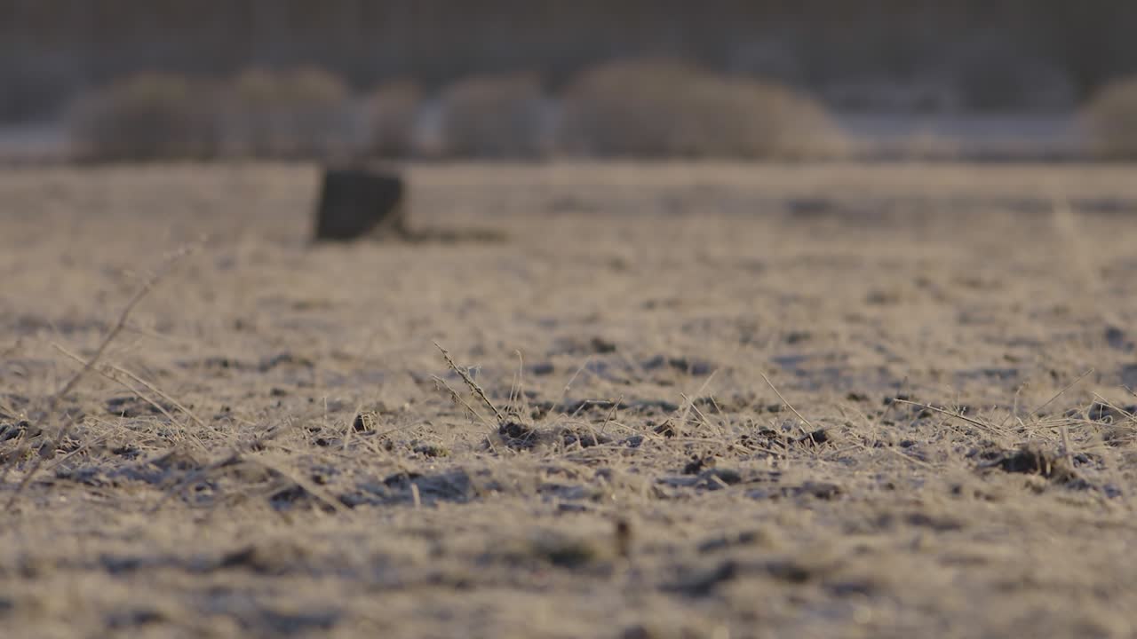 이른 아침에 검은 뇌조 렉