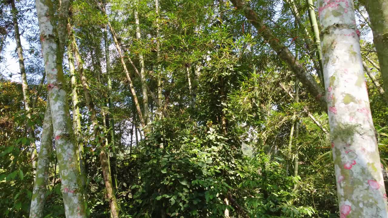 Aerial view through bamboo leaves and branches, dense and lush forest vegetation, in Colombia, on a sunny day