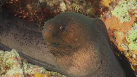 giant moray eel breathing at the camera constantly opening it's mouth