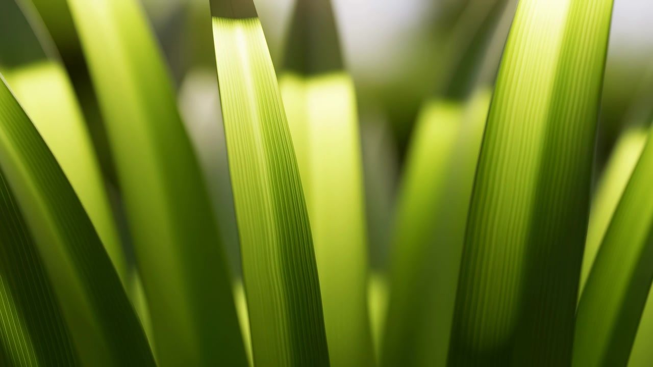 Grashalme, keine Bewegung beobachtet, in Nahaufnahme von Gras, mit Gras, mit natürlicher Grasmaterialtextur, aus einer Makro-Nahaufnahme-Perspektive, mit grünen, schwarzen Akzenten und natürlicher, ruhiger Stimmung