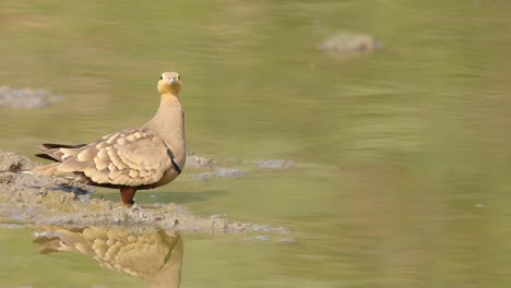 Kastanienbäuchiger-Sandgrouse-Männlicher-Vogel-Trinkt-Wasser-An-Einem-Heißen-Sommernachmittag