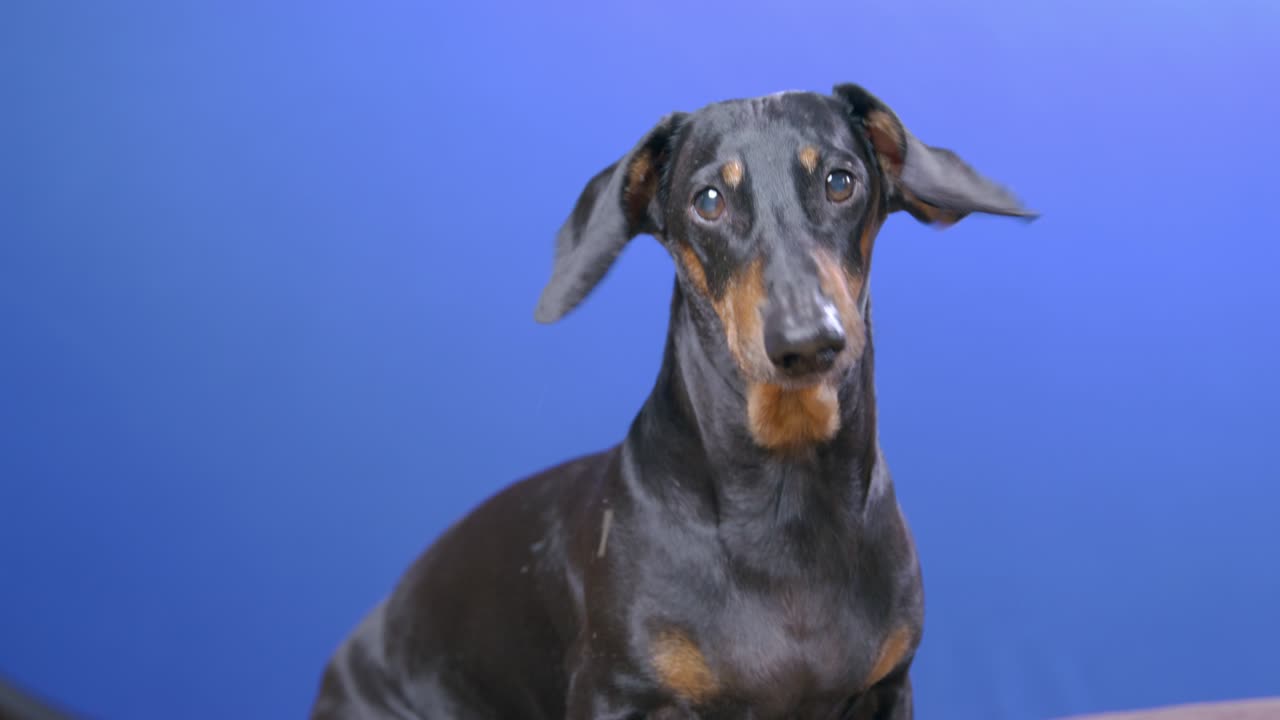 adorable joven perro dachshund negro y marrón con orejas largas ladra a la cámara sentado en el fondo azul chromakey en el estudio de vista cercana