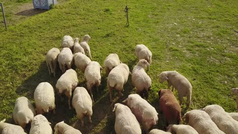 sheep in a field in camargue