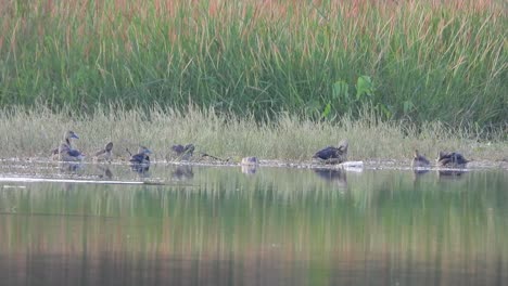 Whistling-ducks-in-pond-area-